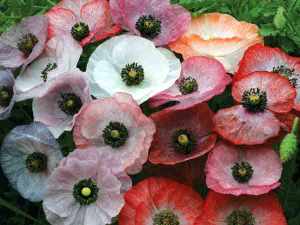 mother of pearl poppy
