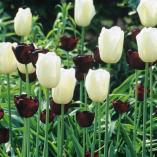 queen of night and maureen tulips