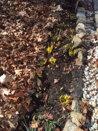 crocuses and tulips coming up