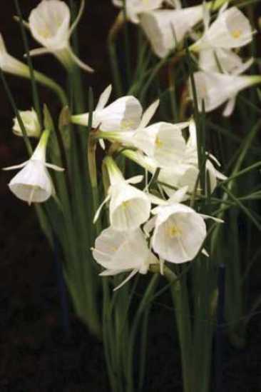 narcissus cantabricus